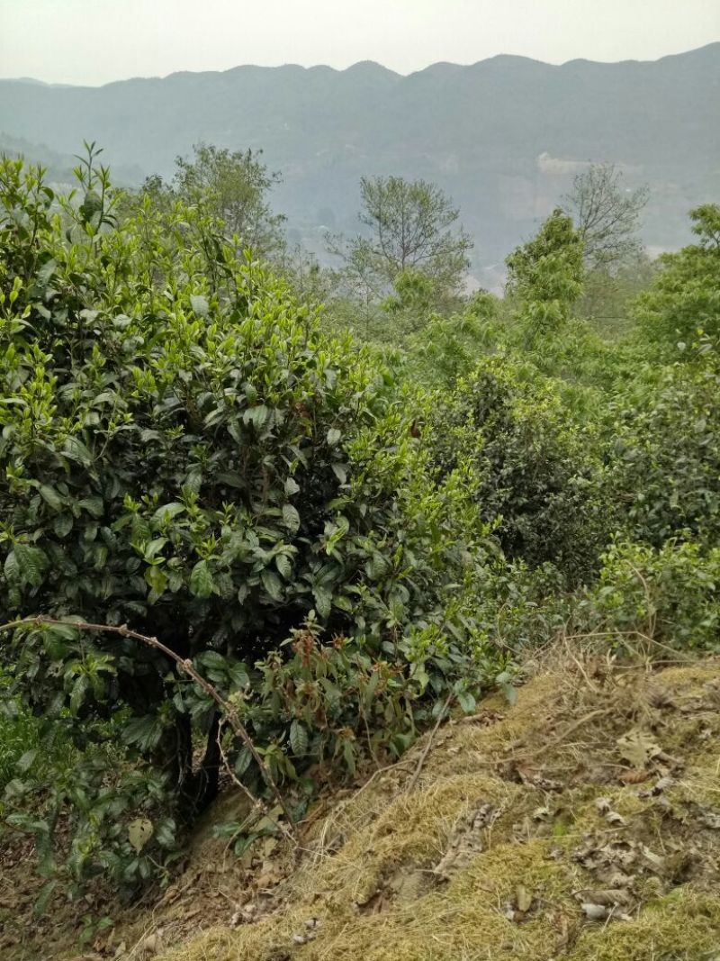 古树茶二级