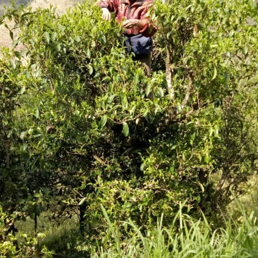 古树茶二级