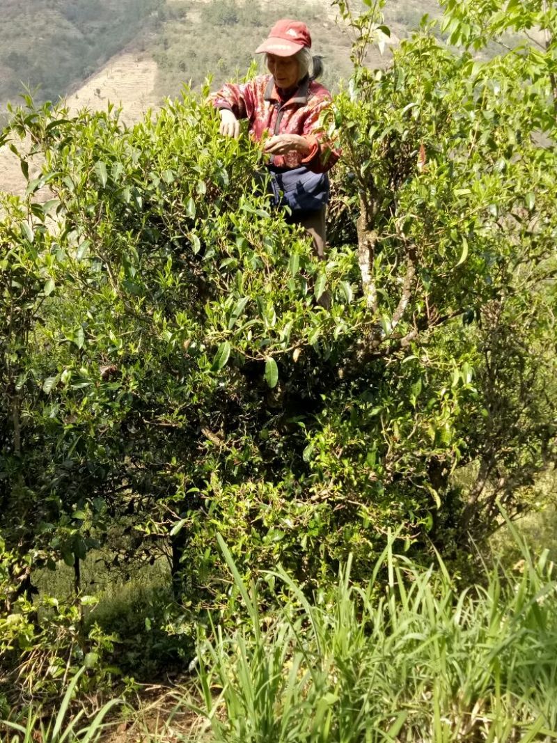 古树茶二级