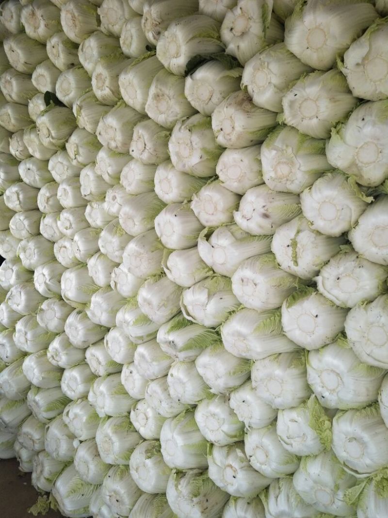大白菜4~6斤净菜