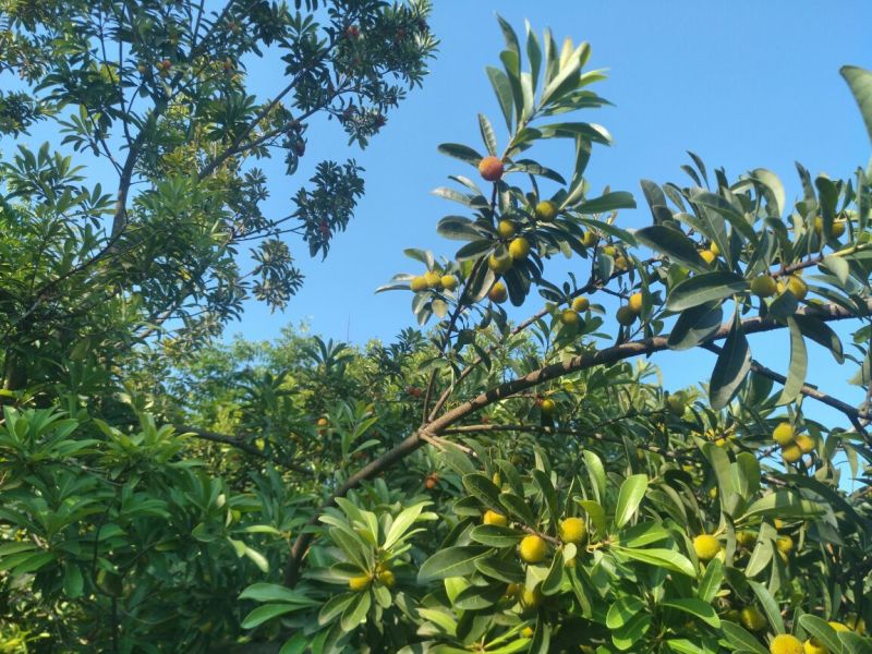 杨梅1.5~2cm