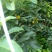 杨梅1.5~2cm