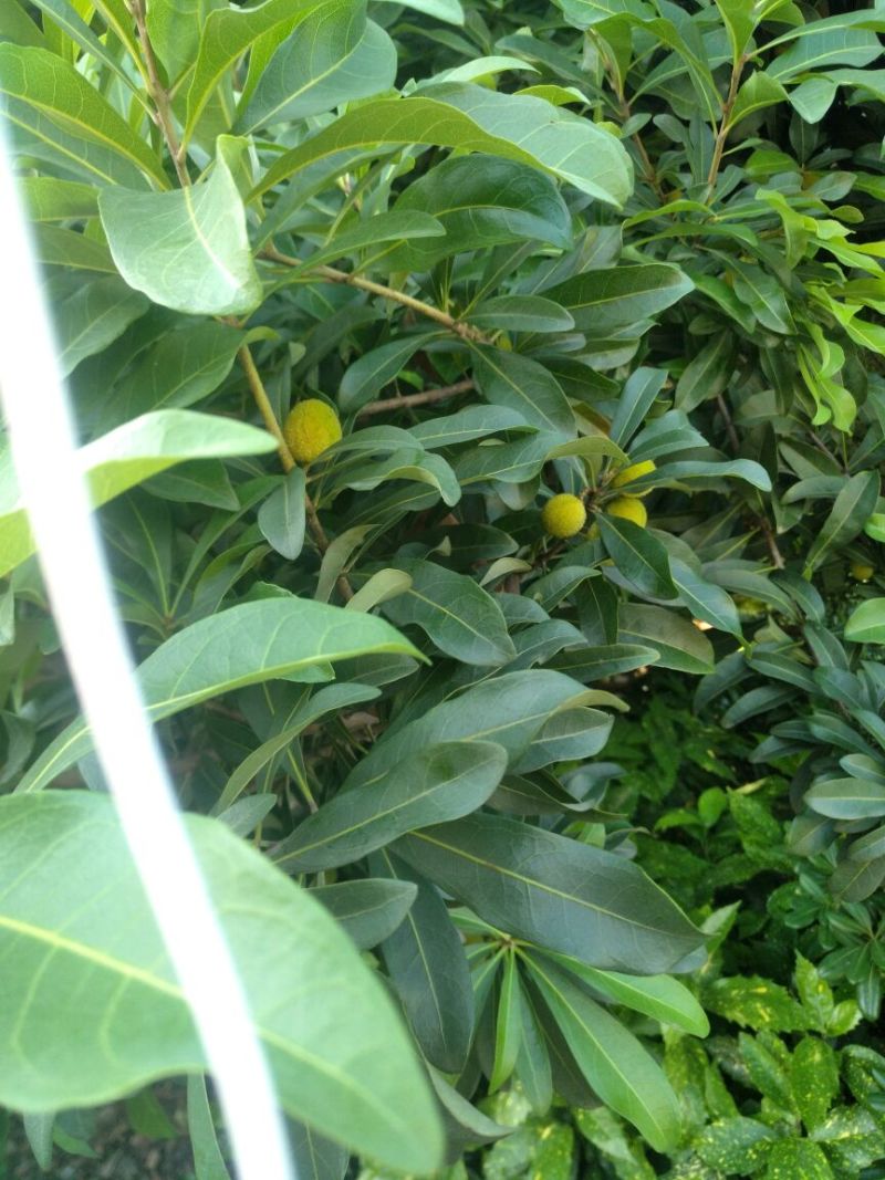 杨梅1.5~2cm