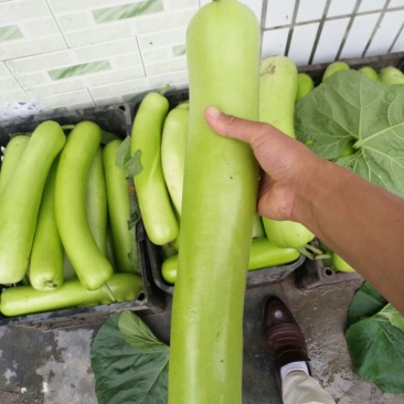 瓠瓜