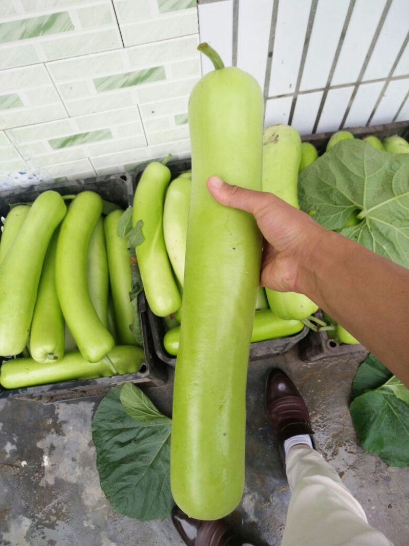 瓠瓜