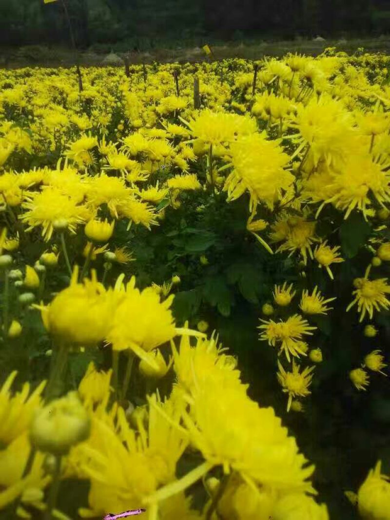 菊花茶