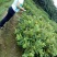 番石榴苗30~50cm