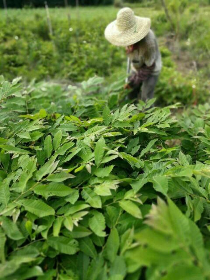 板栗苗正品苗大红袍板栗苗