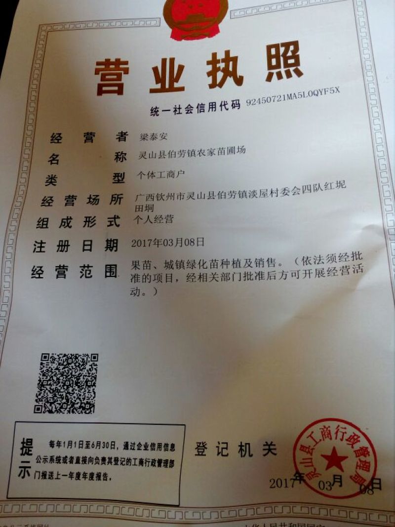 柿子树苗30~50cm