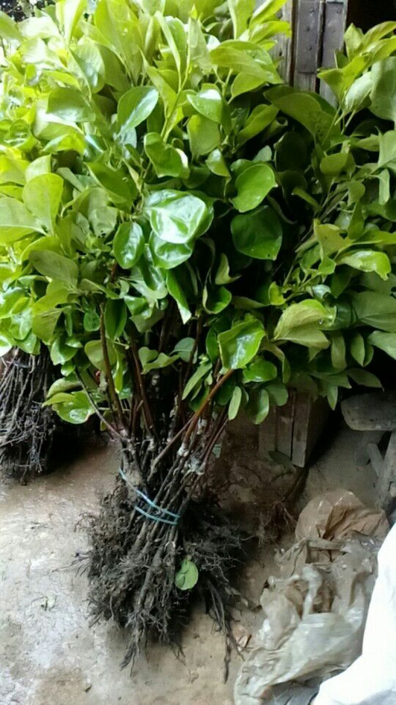 柿子树苗30~50cm
