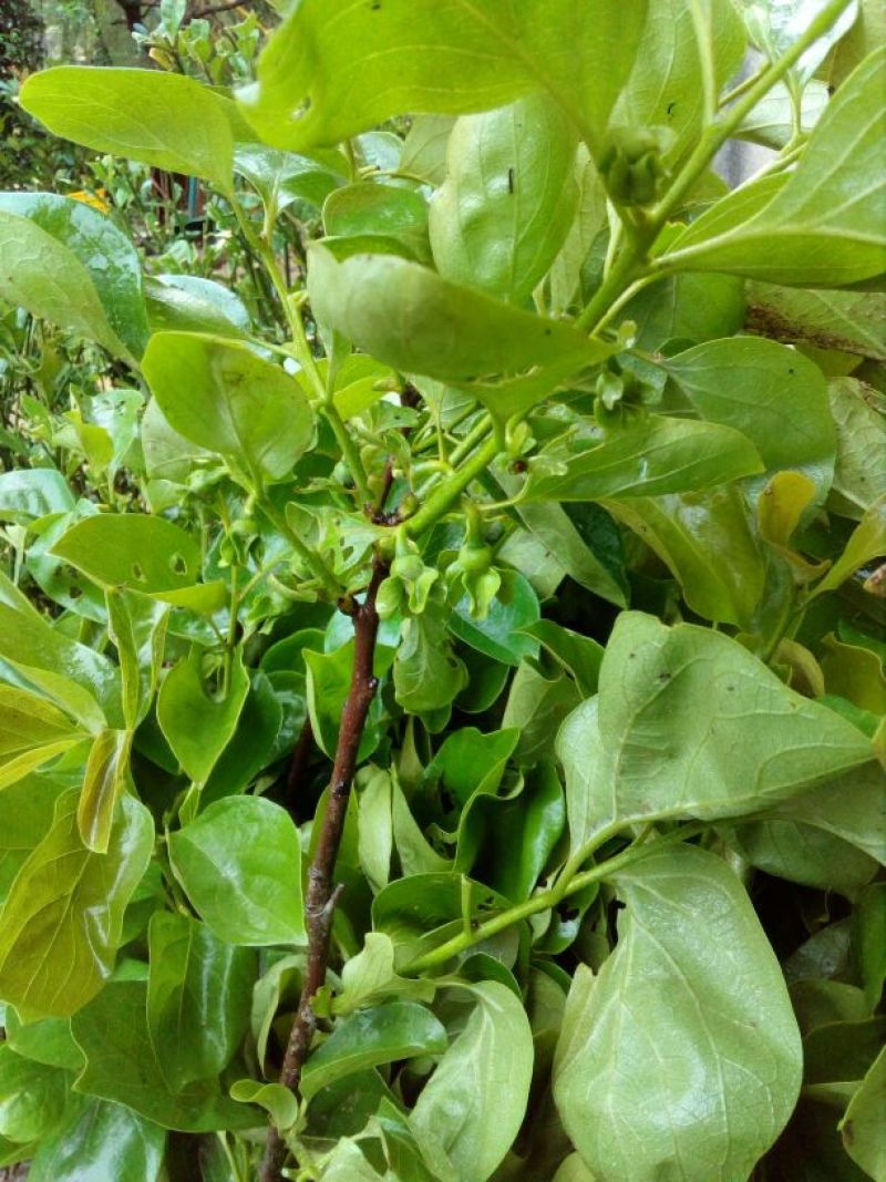柿子树苗30~50cm