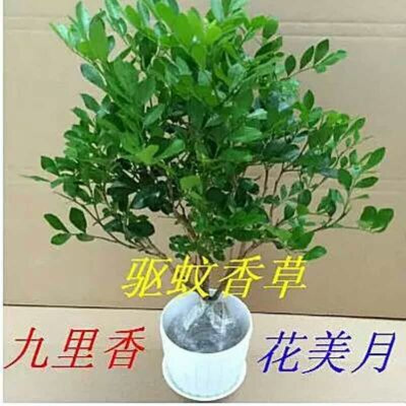 九里香盆景阳台庭院正宗优质