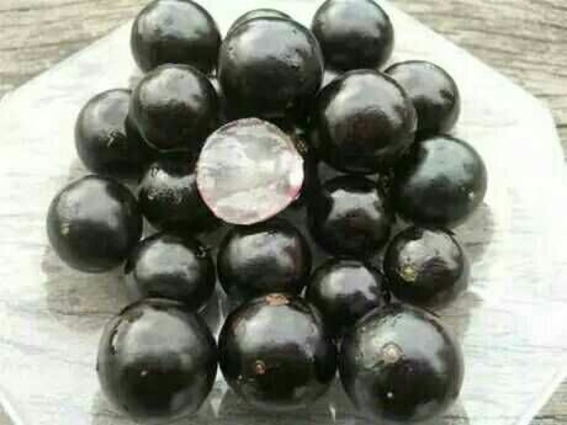 嘉宝果树苗2年正品果苗优质