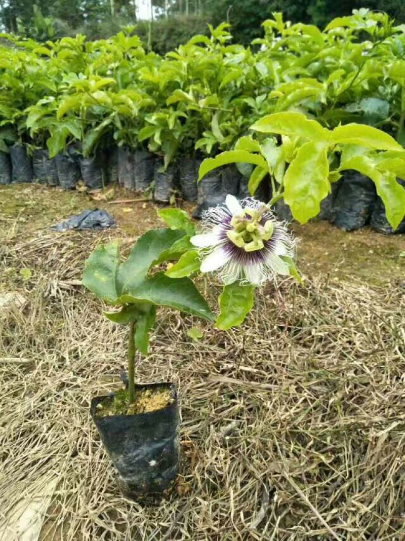 紫香1号百香果苗20~30cm