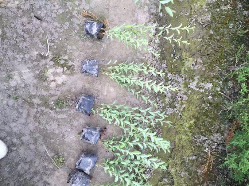 金姬水腊，银姬水腊，