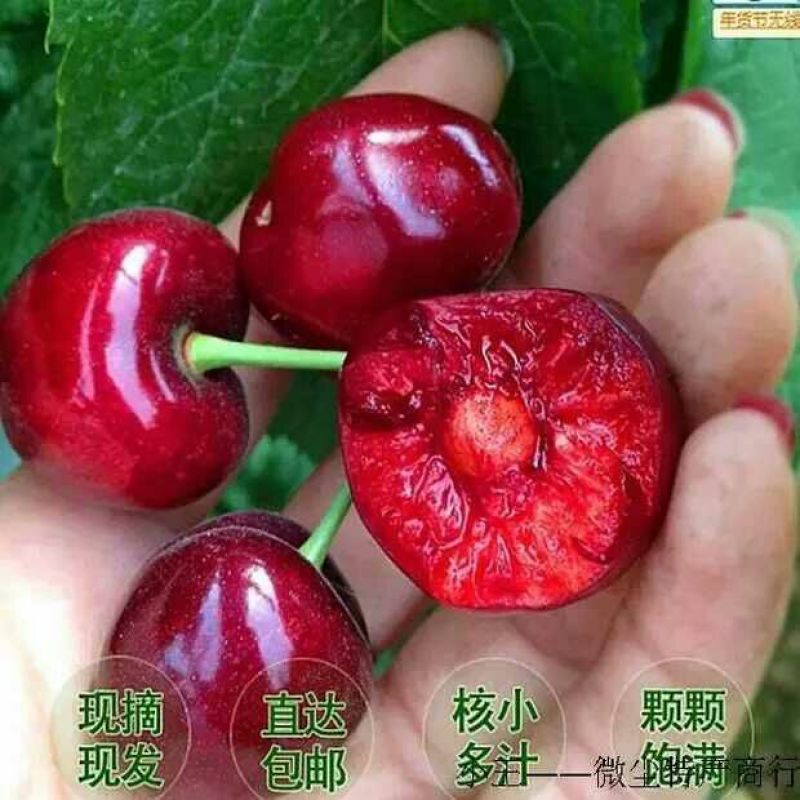 美奇特黑玫瑰樱桃樱桃五斤！！！！！！！！！！！！！