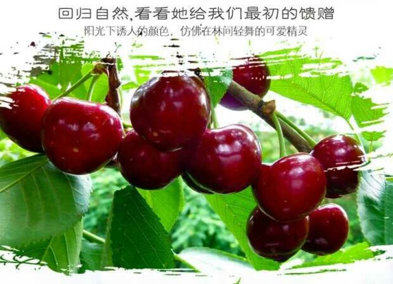 美奇特黑玫瑰樱桃樱桃五斤！！！！！！！！！！！！！