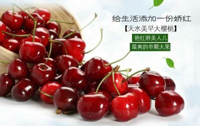 美奇特黑玫瑰樱桃樱桃五斤！！！！！！！！！！！！！
