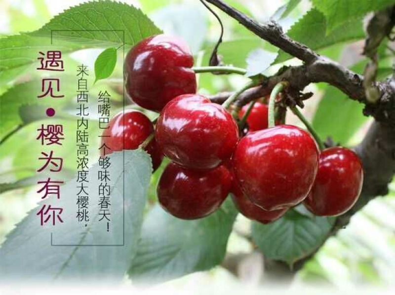 美奇特黑玫瑰樱桃樱桃五斤！！！！！！！！！！！！！