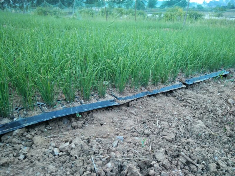 韭菜苗10~20cm