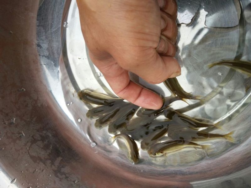 草鱼苗10cm以上人工养殖