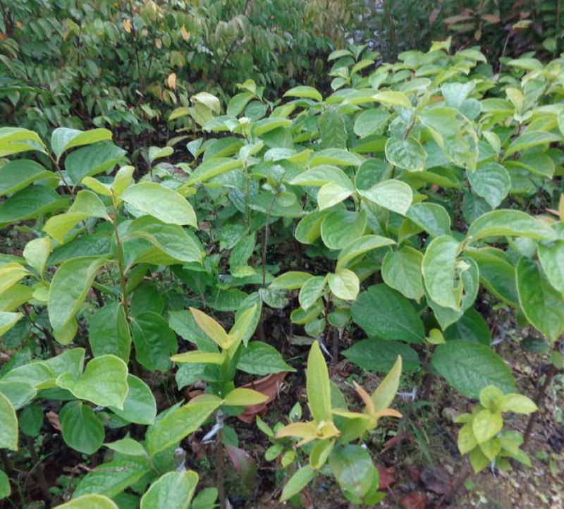 斤柿子树苗50~80cm
