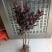 番石榴苗50~80cm
