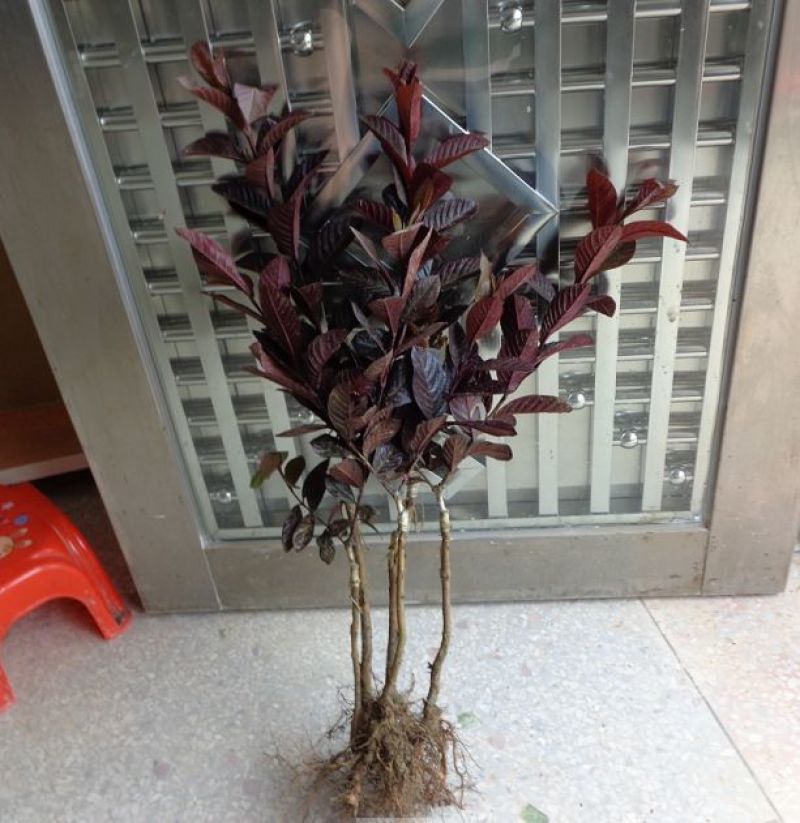 番石榴苗50~80cm
