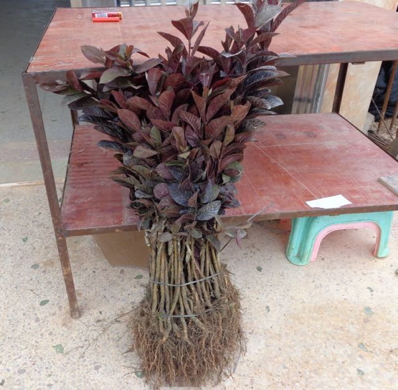 番石榴苗50~80cm
