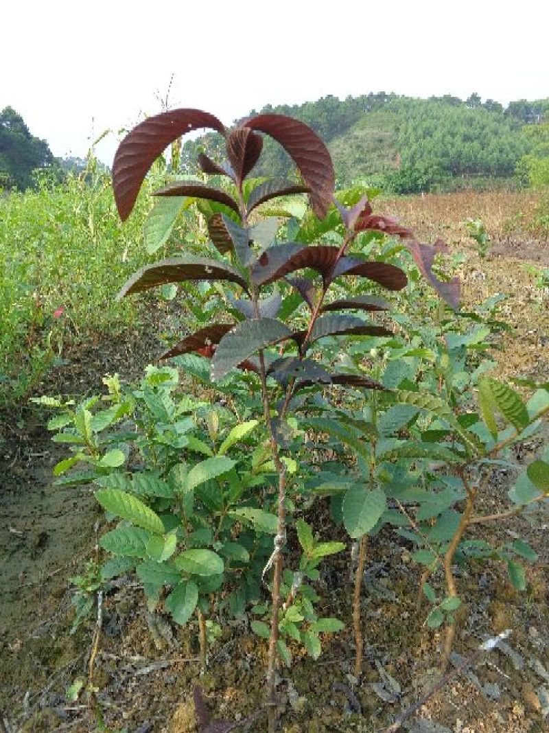 番石榴苗50~80cm