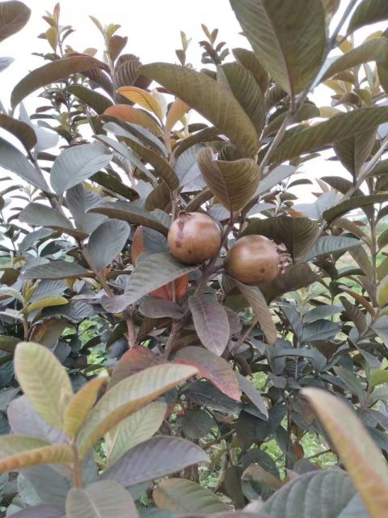 番石榴苗50~80cm