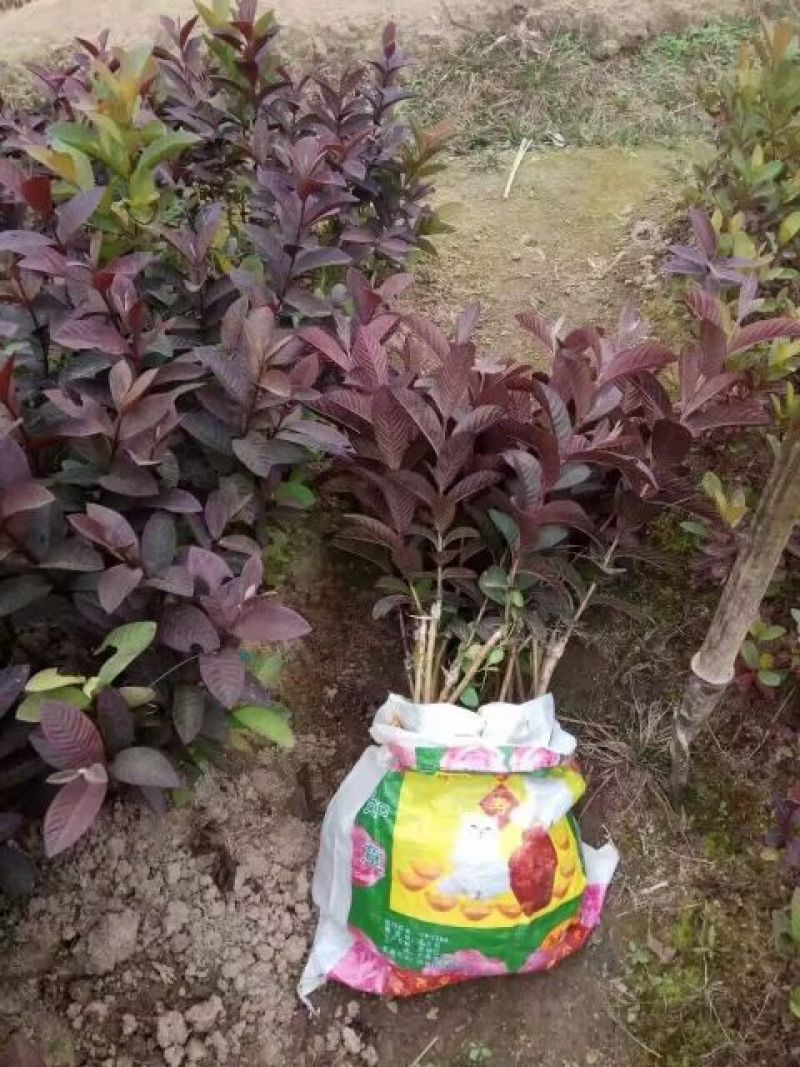 番石榴苗50~80cm