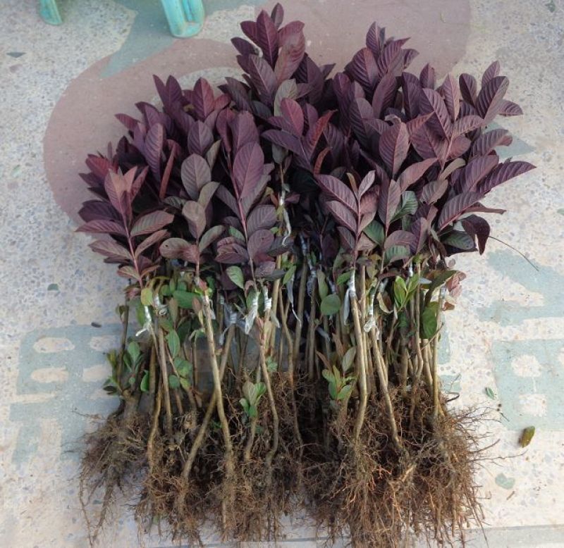 番石榴苗50~80cm