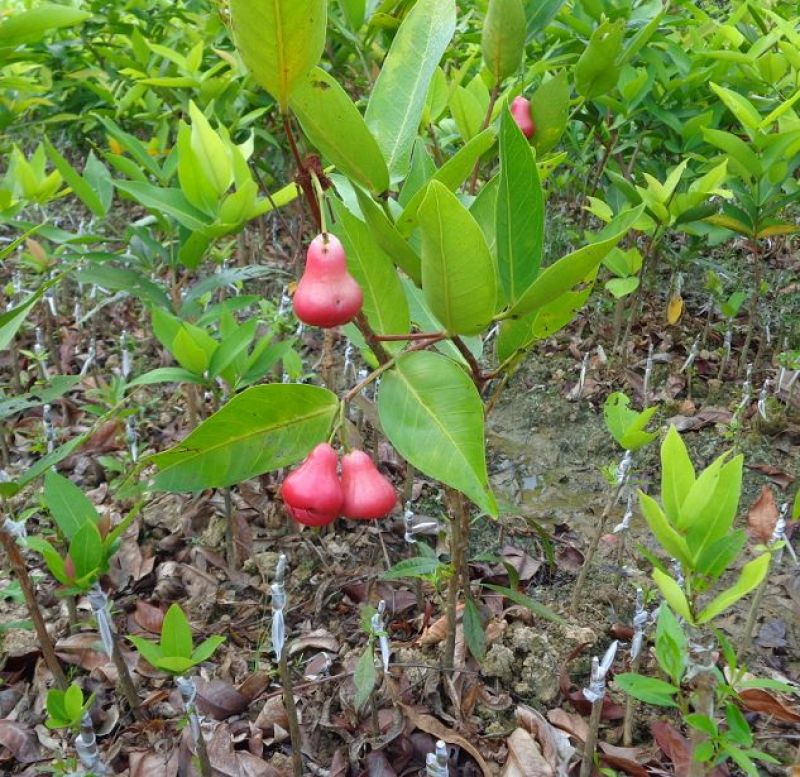 黑金刚莲雾苗