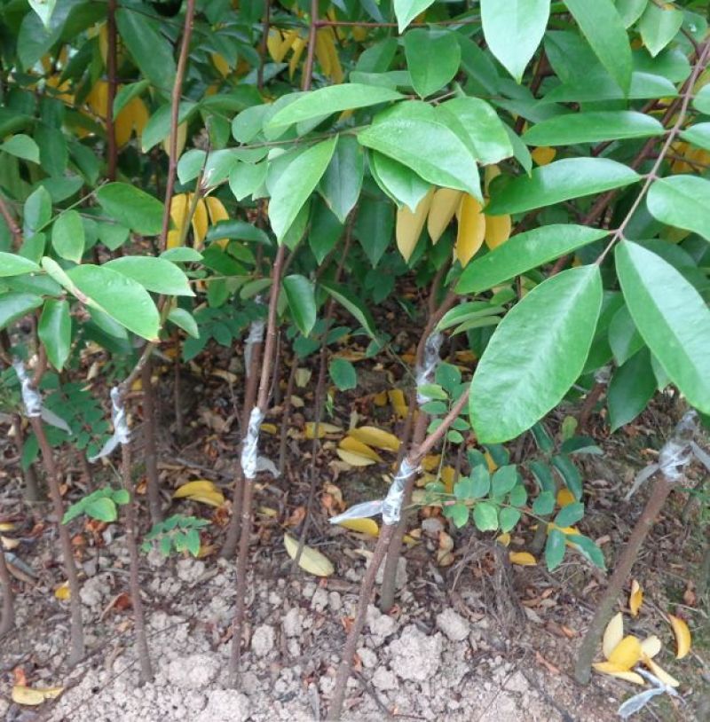 杨桃苗