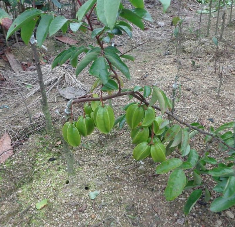 杨桃苗