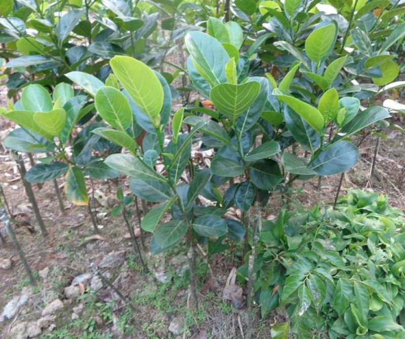 1号菠萝蜜苗马来西亚一号菠萝蜜苗