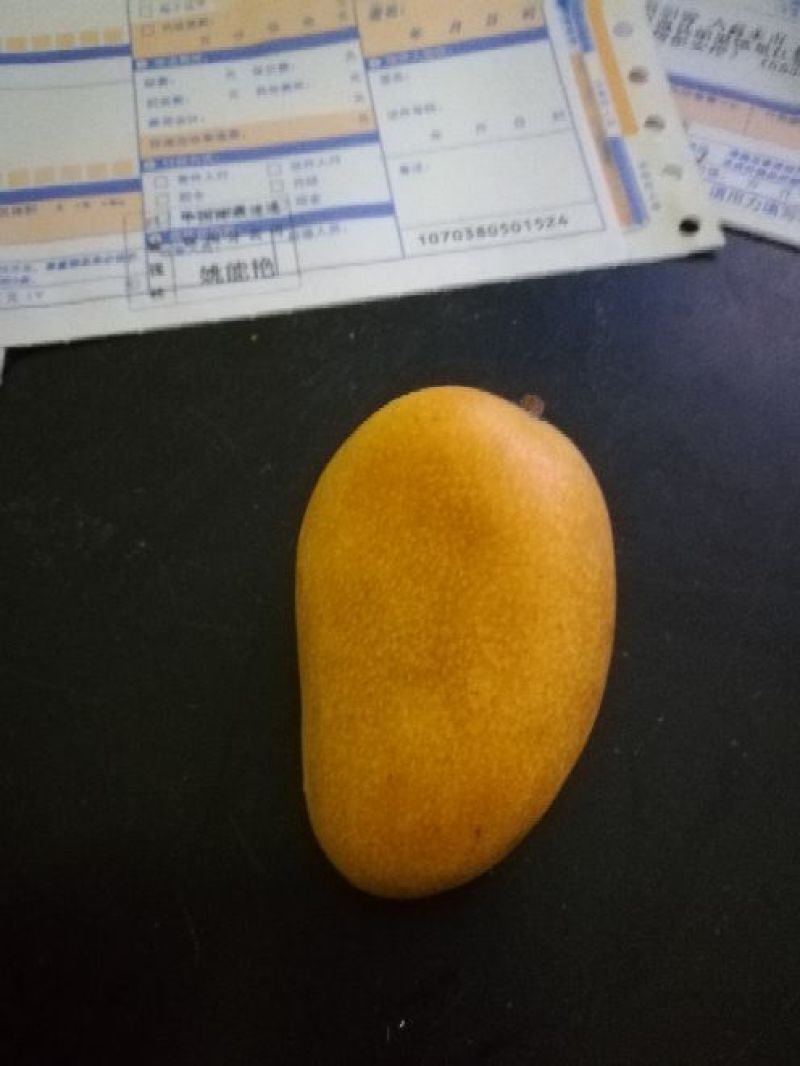 台农苗台农一号芒果苗