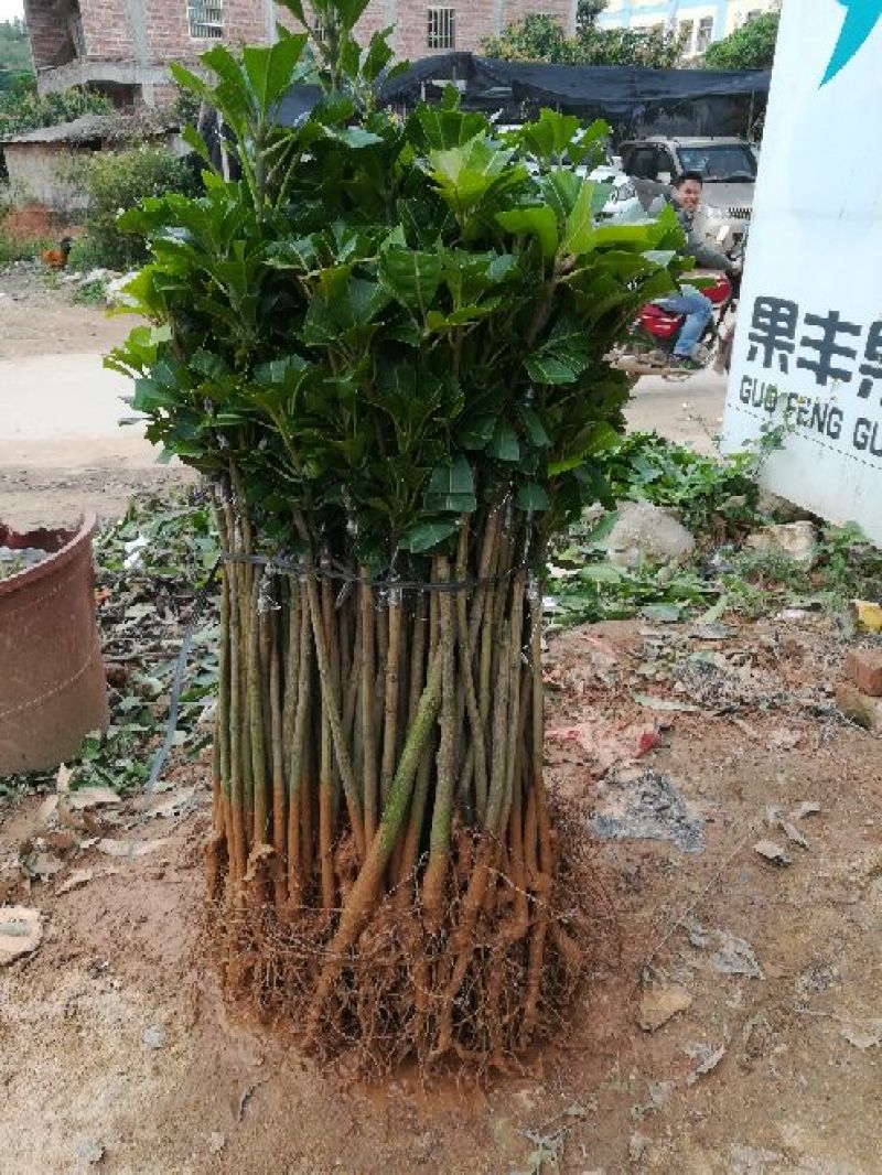 台农苗台农一号芒果苗