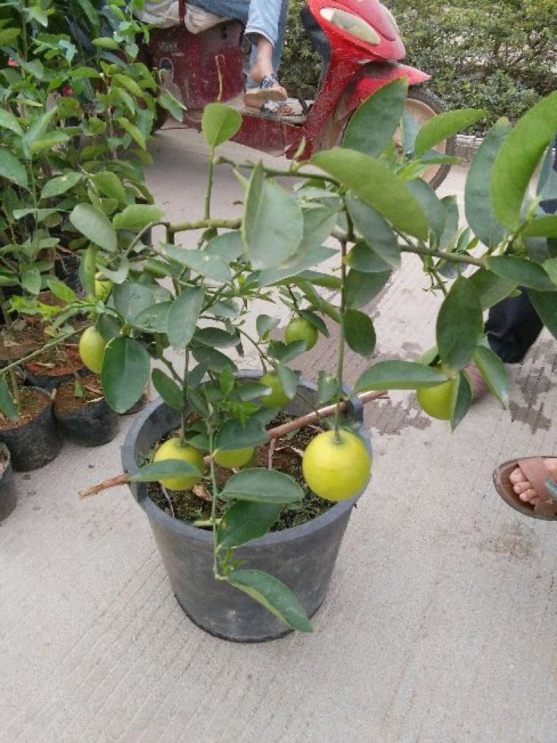柠檬苗50~80cm