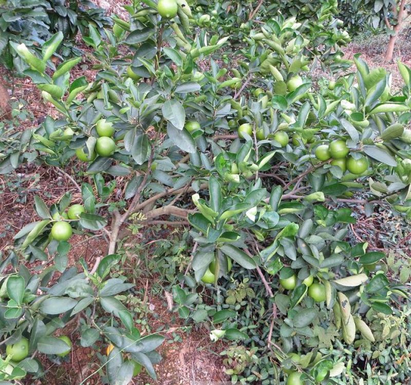 柠檬苗50~80cm
