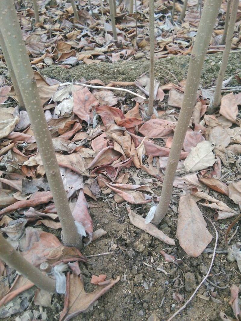 柿子树苗100~150cm