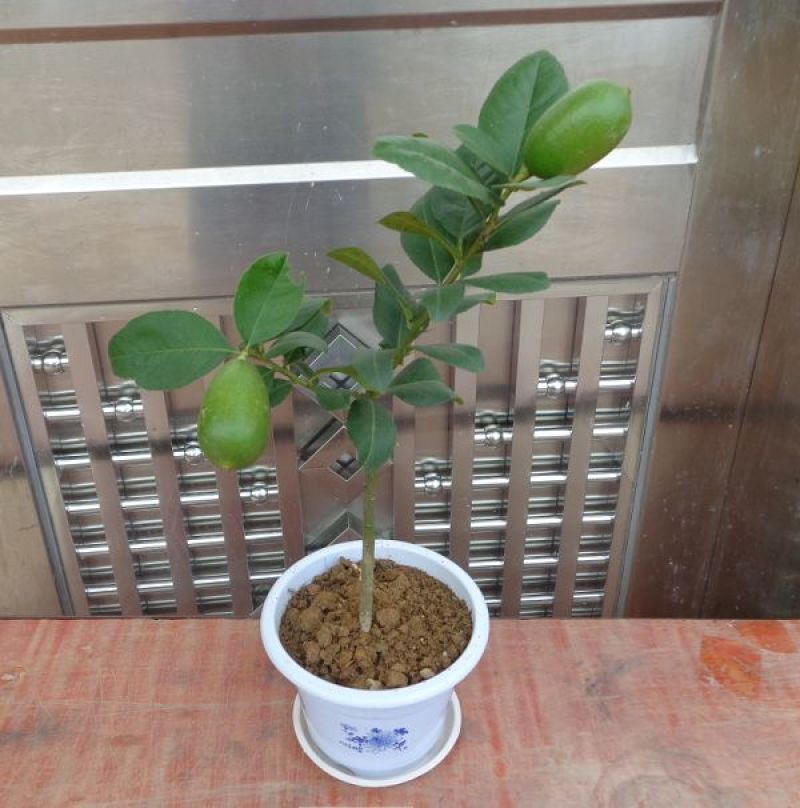 香水柠檬树苗50~80cm