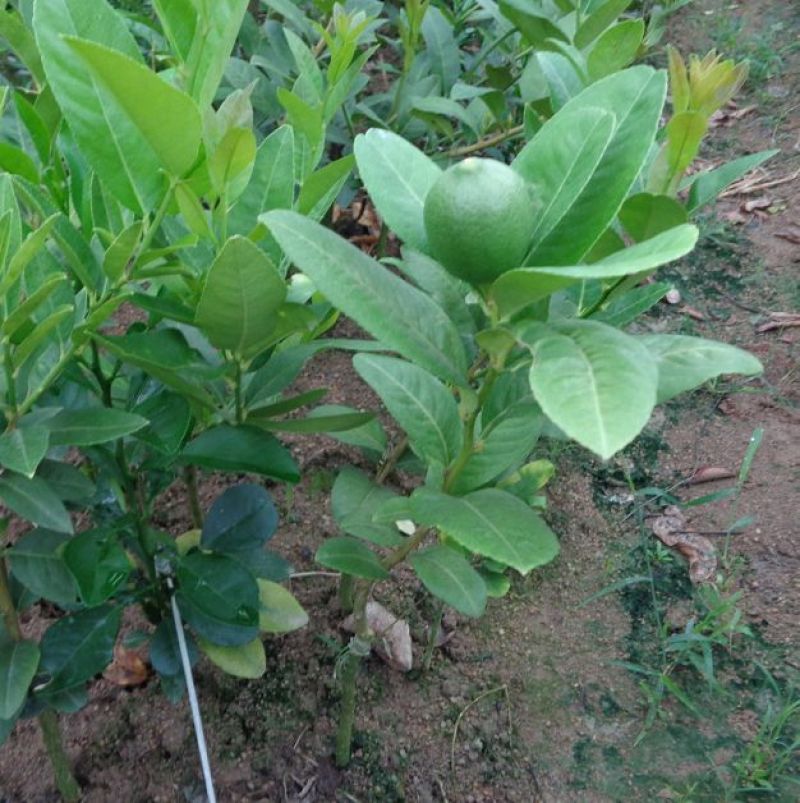 香水柠檬树苗50~80cm