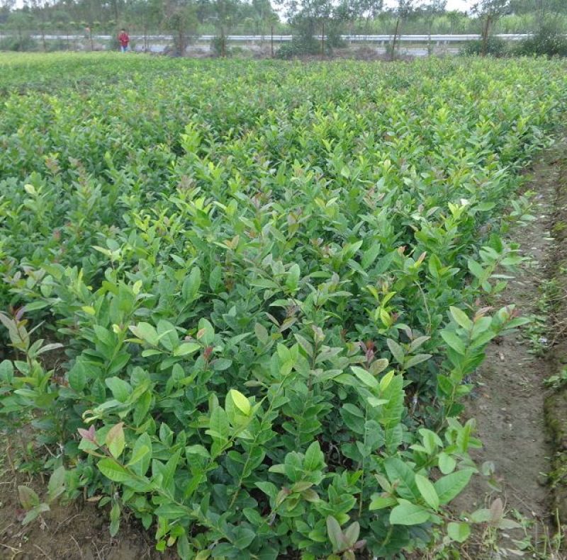 香水柠檬树苗50~80cm
