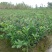 香水柠檬树苗50~80cm