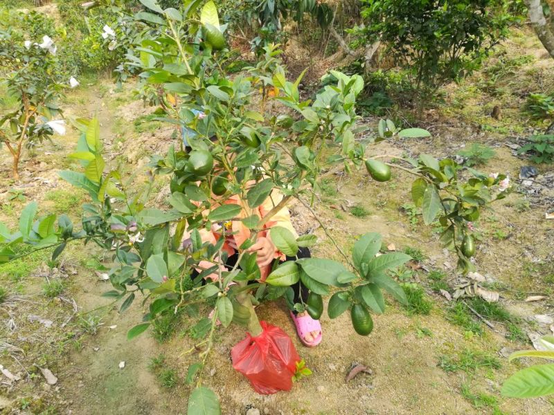 香水柠檬树苗50~80cm