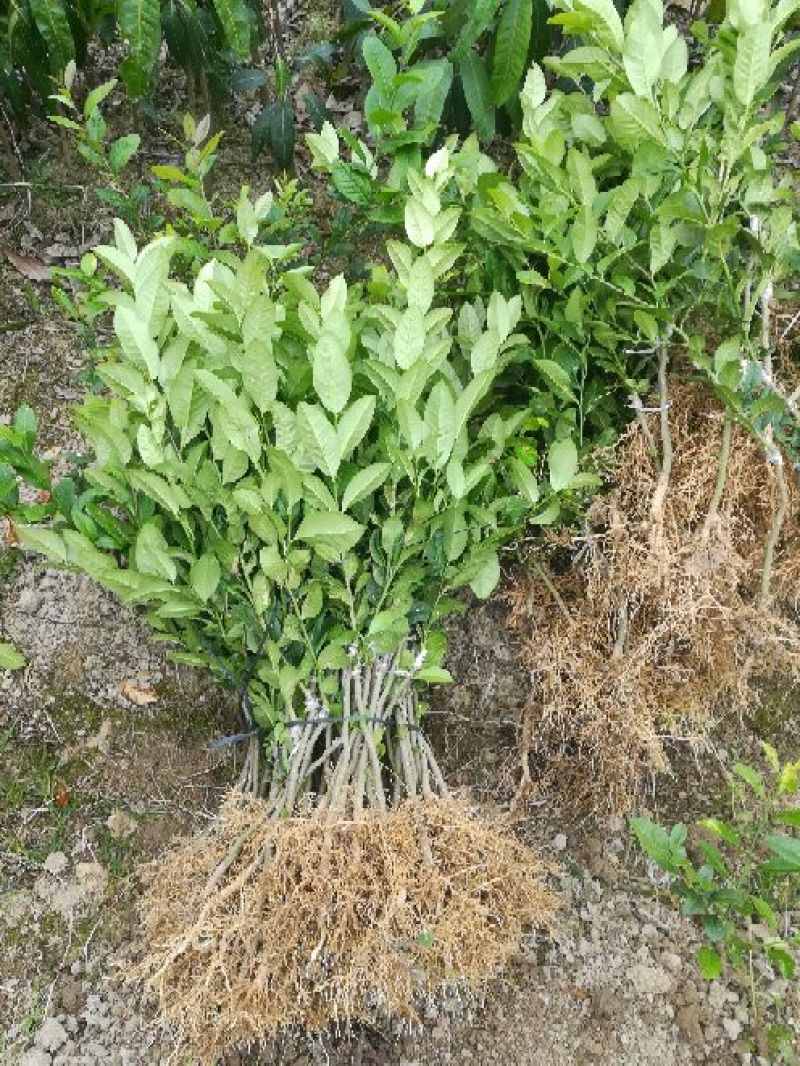 香水柠檬树苗50~80cm