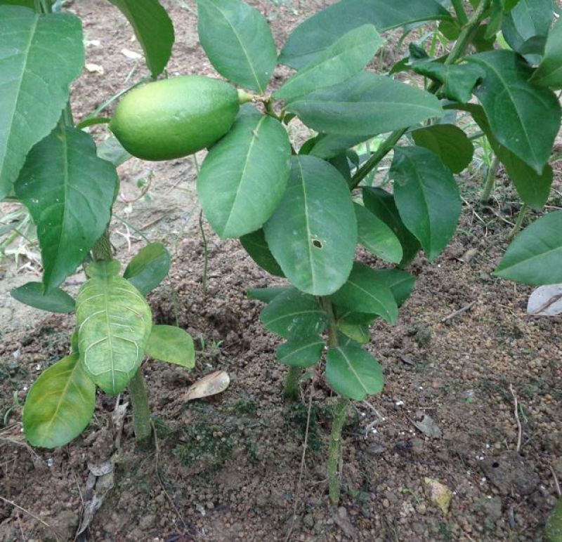香水柠檬树苗50~80cm