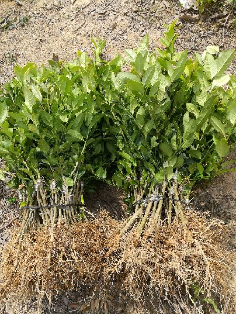 香水柠檬树苗50~80cm